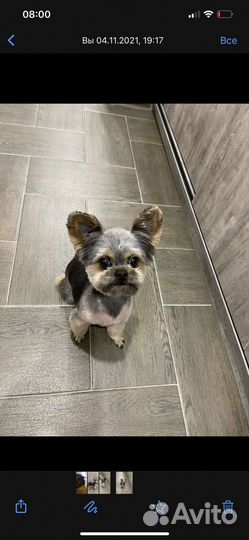 Собака в добрые руки