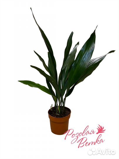 Аспидистра Elatior 14/60