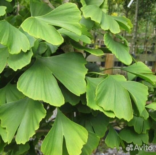 Гинкго билоба