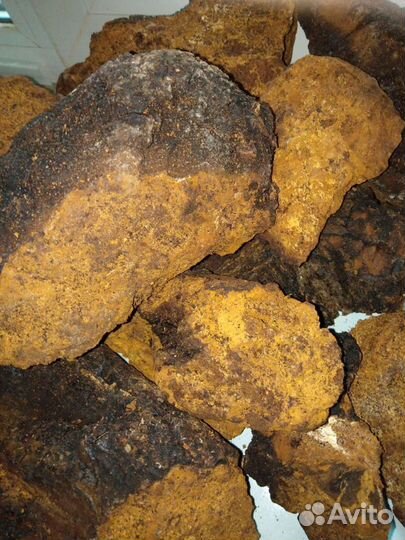 Чага Берёзовая