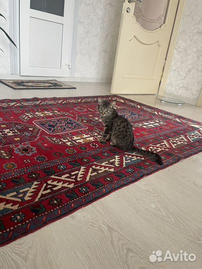 Отдам котенка в добрые руки
