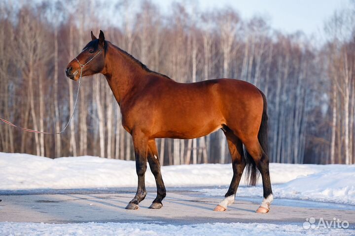 Жеребец Только Продажа