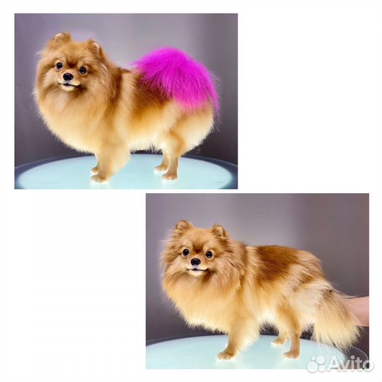 Стрижка Грумер Шпиц Йорк Мальтезе