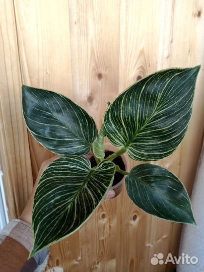 Филодендрон Биркин