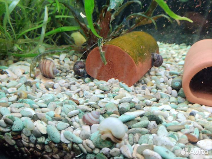 Улитки аквариумные ампулярии