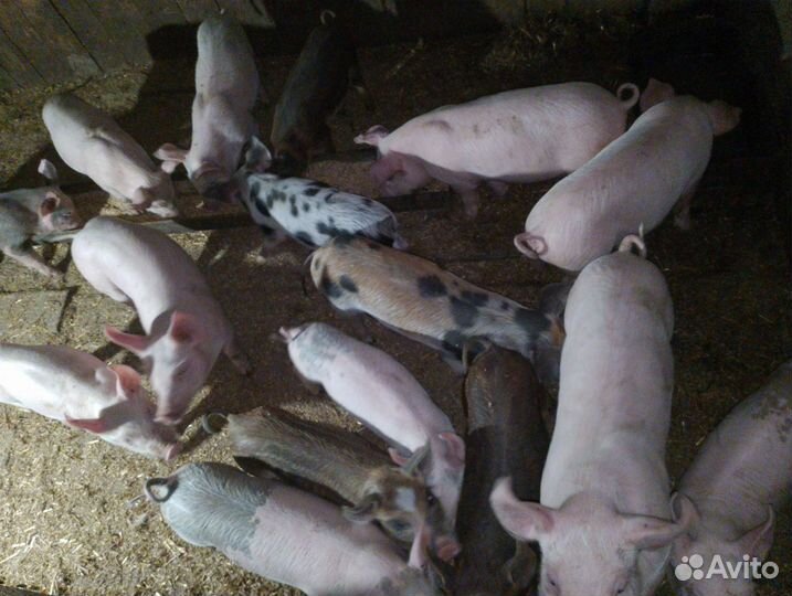 Поросята