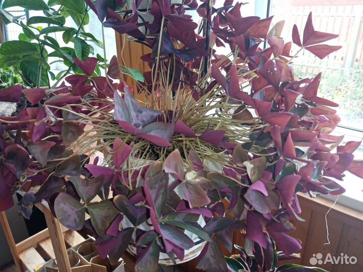 Кислица оксалис