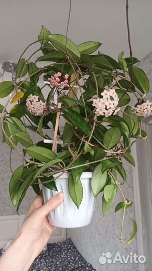Хойя карноза