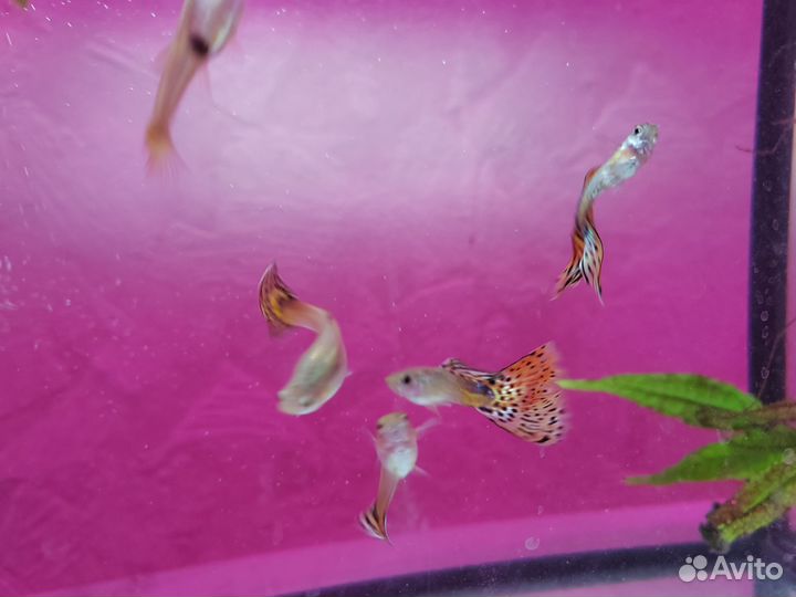 Аквариумные рыбки
