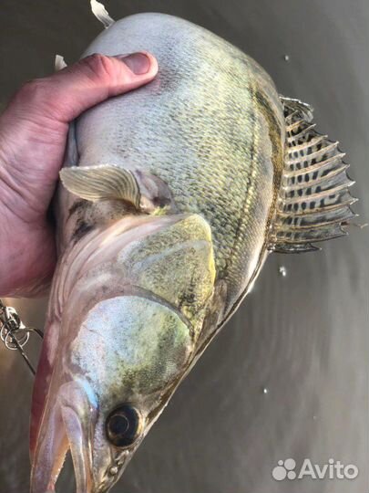 Свежая рыба судак