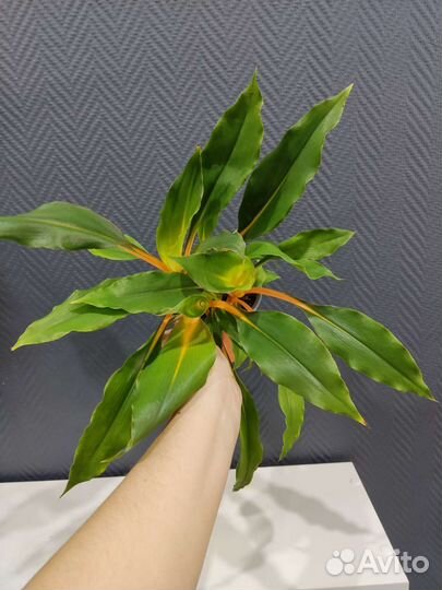 Хлорофитум грин оранж