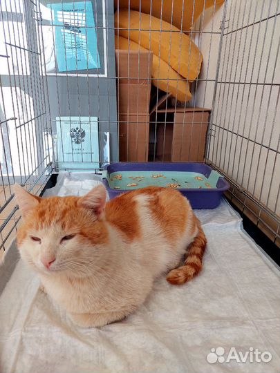 Рыжий котик
