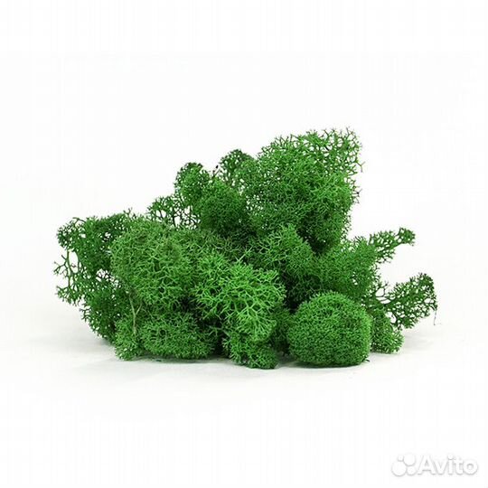 Стабилизированный мох