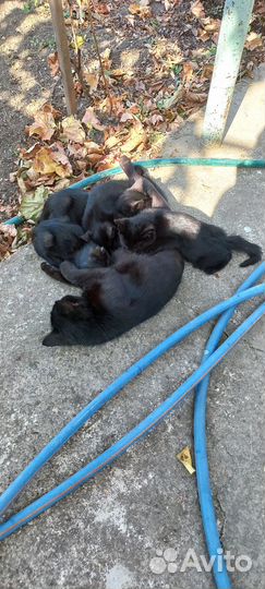 Очаровательные котята