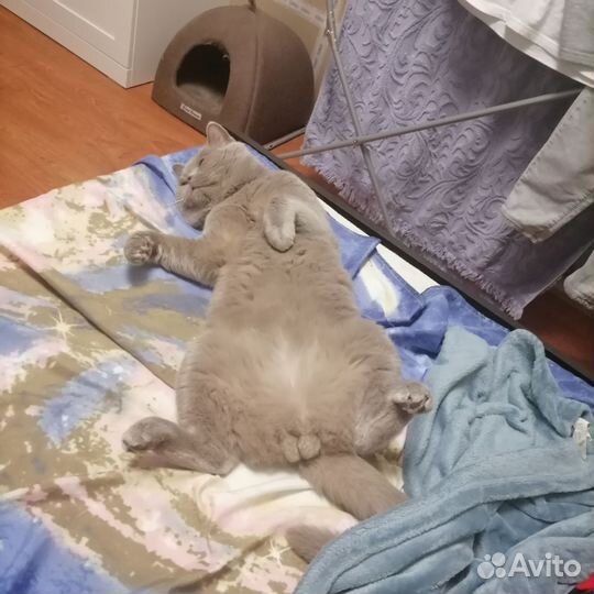 Отдам кота в добрые руки