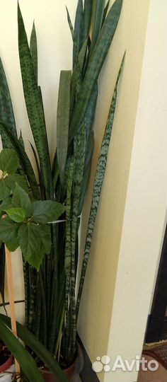 Комнатные цветы