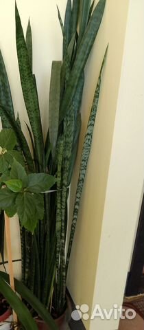 Комнатные цветы