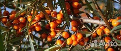 Саженцы малины, смородины, облепихи, ежемалины