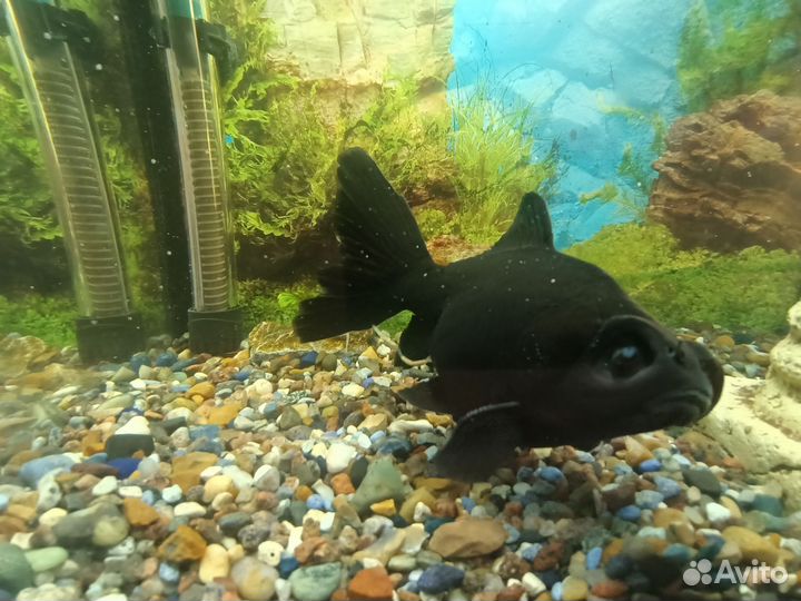 Рыба телескоп