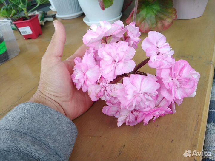 Пеларгония герань