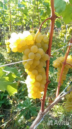 Саженцы винограда из школки