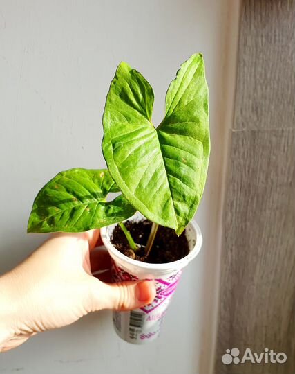 Эпипремнум сциндапсус сингониумы молодые растения