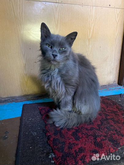 Ищем дом котику