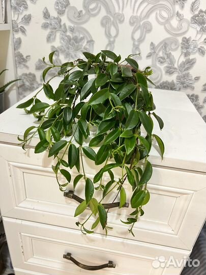 Комнатные цветы