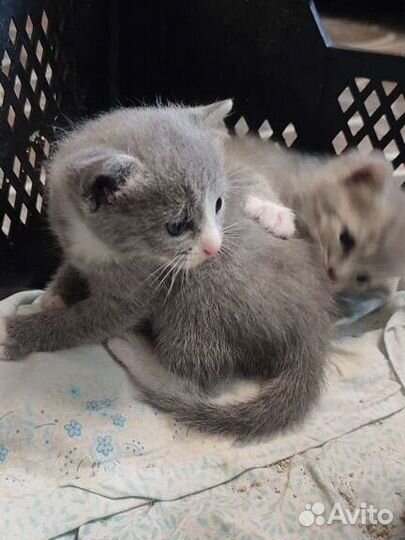Шотландская Кошка