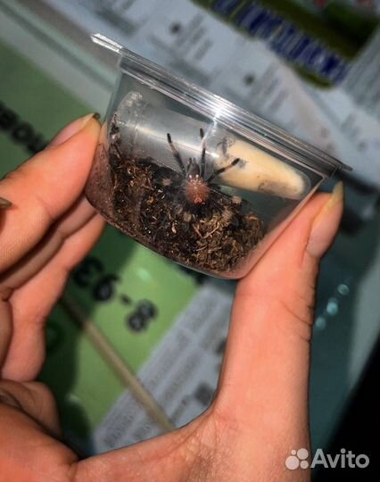 Пауки птицееды