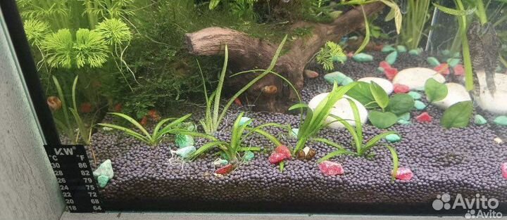 Растения для аквариума