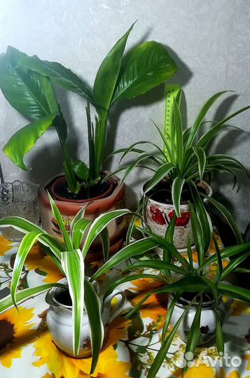 Хлорофитум и спатифиллум