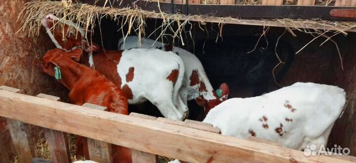 Телята с бесплатной доставкой