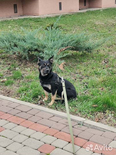 Молодая стерилизованная леди в любящие руки