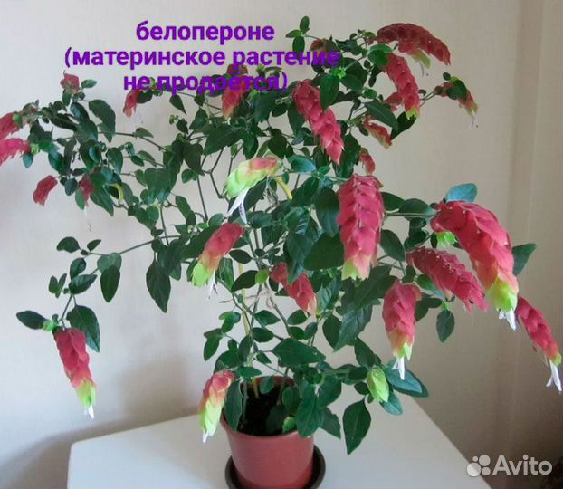 Комнатные растения цветы большие