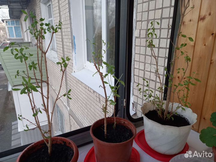 Гранат комнатный