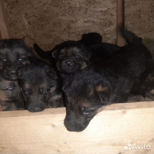 Щенки немецкой овчарки