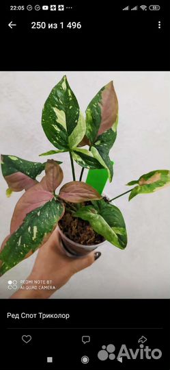 Сингониумы