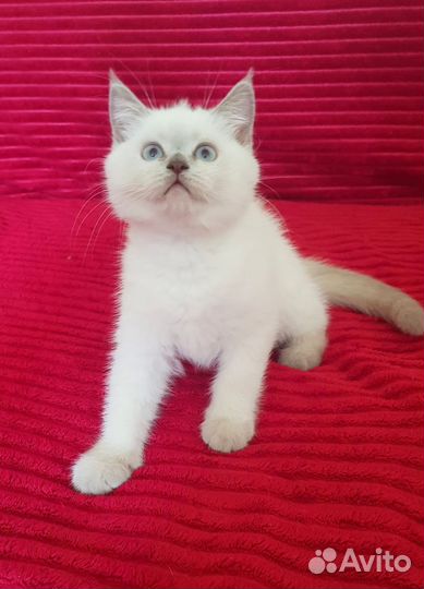 Шотландский мальчик