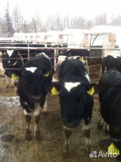 Бычки телята