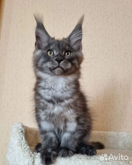 Мейн-кун котик