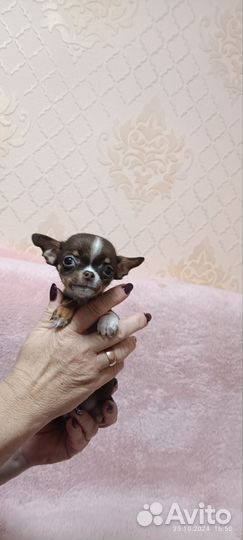 Щенки чихуахуа мини гладкошерстные