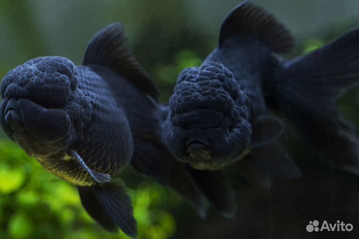 Оранда черная