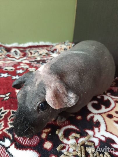 Морские свинки скинни девочки