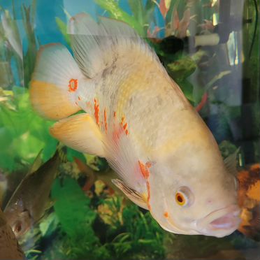 Астронотус