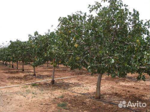 Саженцы Фисташки