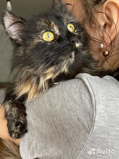 Кошечка Софи