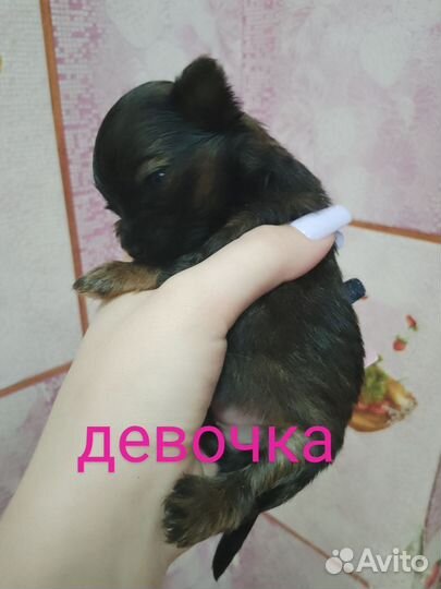 Щенки йорка