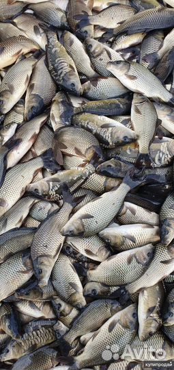 Мальки рыбы для пруда