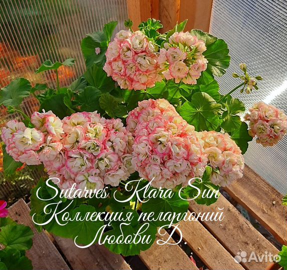 Герань пеларгония